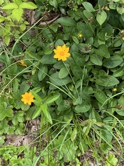 Coreopsis auriculata
