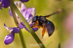 Xylocopa californica diamesa