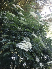 Sambucus nigra
