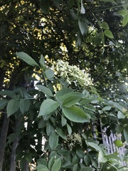 Sambucus nigra