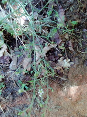 Thesium divaricatum