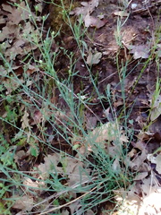 Thesium divaricatum