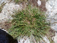 Carex leporina