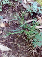 Carex depauperata
