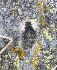 Lycia alpina