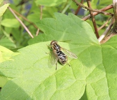 Anasimyia