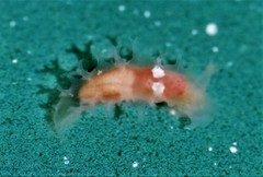 Tritonicula myrakeenae