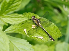 Gomphurus ventricosus