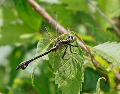 Gomphurus ventricosus