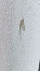 Maccaffertium modestum