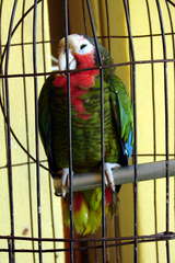 Amazona leucocephala