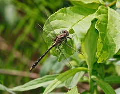 Phanogomphus lividus