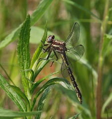 Phanogomphus lividus