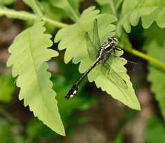 Gomphurus ventricosus