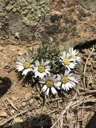 Rothrock's Townsend daisy (Townsendia rothrockii)