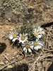 Rothrock's Townsend Daisy - Photo (c) Bpogoloff, some rights reserved (CC BY-NC), uploaded by Bpogoloff