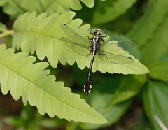 Gomphurus ventricosus