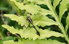 Gomphurus ventricosus