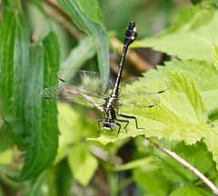 Gomphurus ventricosus