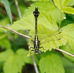 Gomphurus ventricosus