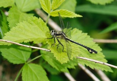 Gomphurus ventricosus