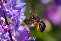 Xylocopa californica diamesa