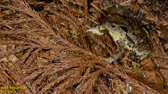 Bufo sachalinensis