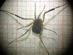 Lacinius horridus