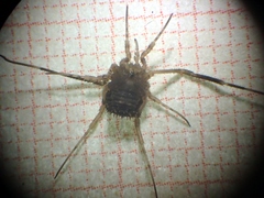 Lacinius horridus