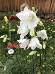 Campanula persicifolia
