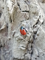 Plagiodera erythroptera