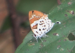 Bindahara phocides