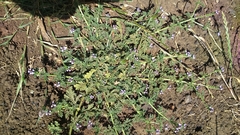 Verbena supina