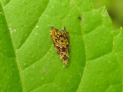 Dichrorampha leopardana