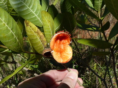 Tabernaemontana solanifolia