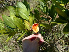 Tabernaemontana solanifolia