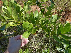 Tabernaemontana solanifolia