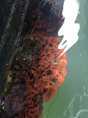 Watersipora subtorquata