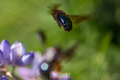 Xylocopa californica diamesa