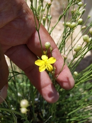 Menodora scabra