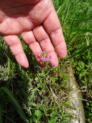 Zeltnera texensis