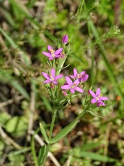 Zeltnera texensis