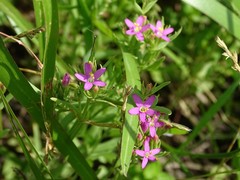 Zeltnera texensis