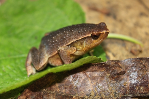 Rufous-sided Sticky Frog - Photo (c) Aditya Setiawan, some rights reserved (CC BY-NC), uploaded by Aditya Setiawan
