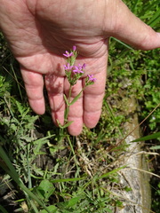 Zeltnera texensis