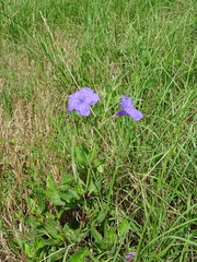 Ruellia nudiflora