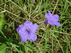 Ruellia nudiflora