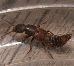 Platydracus cinnamopterus