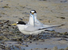 Sternula saundersi
