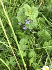 Glechoma hederacea